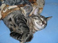 Cecil demonstrates cuteness. Not just for kittens!