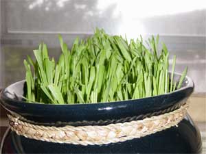 Pots of Oat Seeds for Cat Nibbling