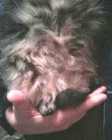proper cat feet position in The Drape