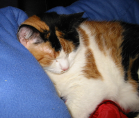 Patches, getting even more beauty sleep.