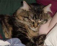 RJ... born to cuddle. And kept that way!