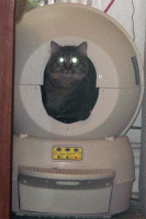 RJ in Bot