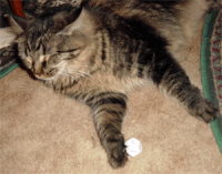 RJ rolls the die.