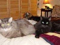 Cat Boys Good Bedfellows