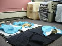 PAAWS recovery room