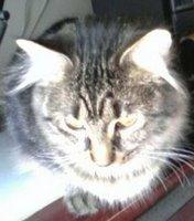 RJ shows off his tabby.