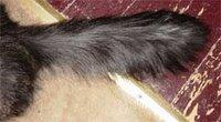 Tail, and mind, at rest.