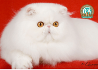 Persian Champion
