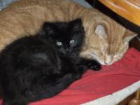 Kittens appeal to the kind-hearted kitties.