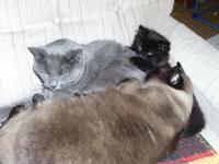 A pile of buddies