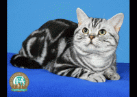 American Shorthair