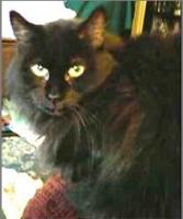 Puffy, at thirteen