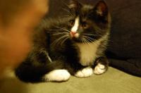 Oscar's first night home