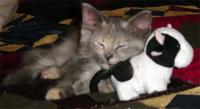 Olwyn with cow