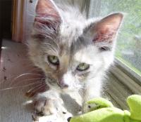 Olwyn in window