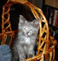Olwyn in basket