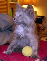 Olwyn discovers sponge balls
