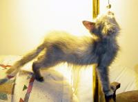 Olwyn, underweight