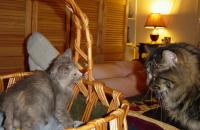Rj and Olwyn in basket