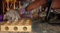 RJ watches Olwyn in puzzle box