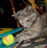 Olwyn plays with trackball