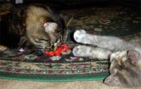 Olwyn reaches for RJ