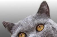 Shorthair ears