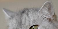 Persian ears