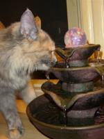Olwyn drinks from cat fountain