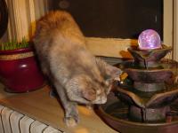 Olwyn tests cat fountain