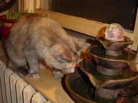 Olwyn meets new fountain