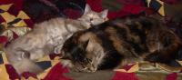 Olwyn and RJ cuddle on bed