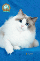 The Ragdoll Cat 