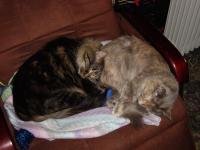RJ & Olwyn sleep in chair