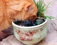 GardenArt Cat Fountain