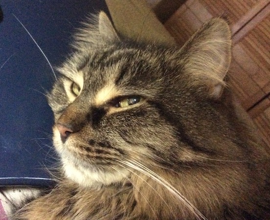 RJ, on my lap, sends me a cat kiss