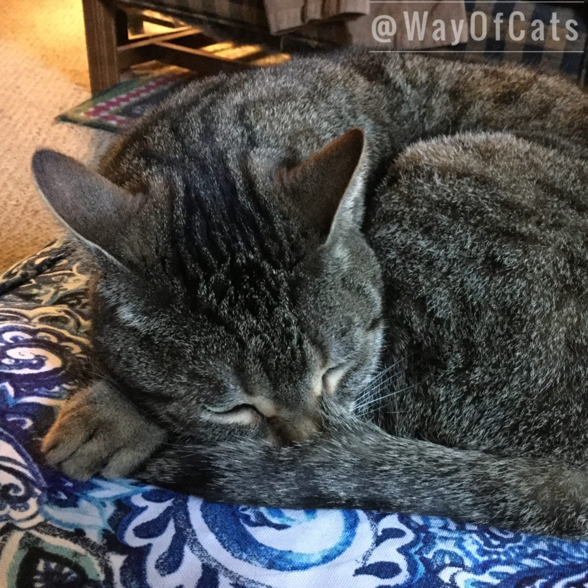Dear Pammy Is My Cat Comfy Way Of Cats