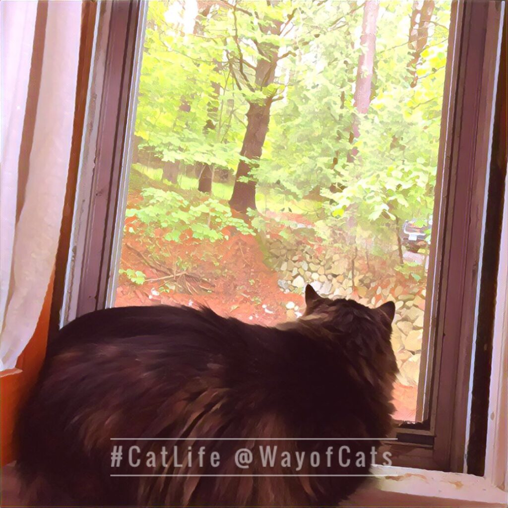 Do Cats Know When We ve Been Gone Way Of Cats