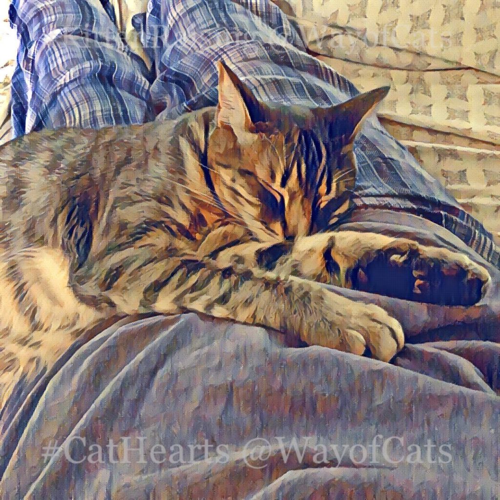 Dear Pammy The chooses Cat Over Me Problem Way Of Cats