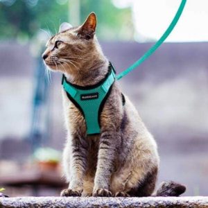 Leash training works in steps. Here's how.  the Way of Cats